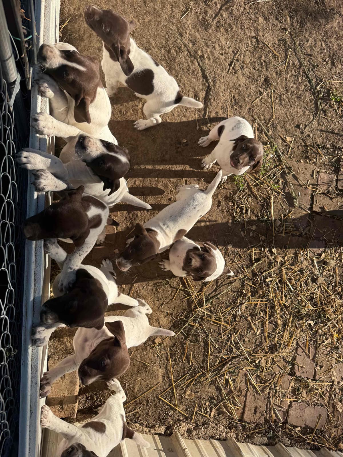 German Shorthaired Pointer Puppies breeder image 4