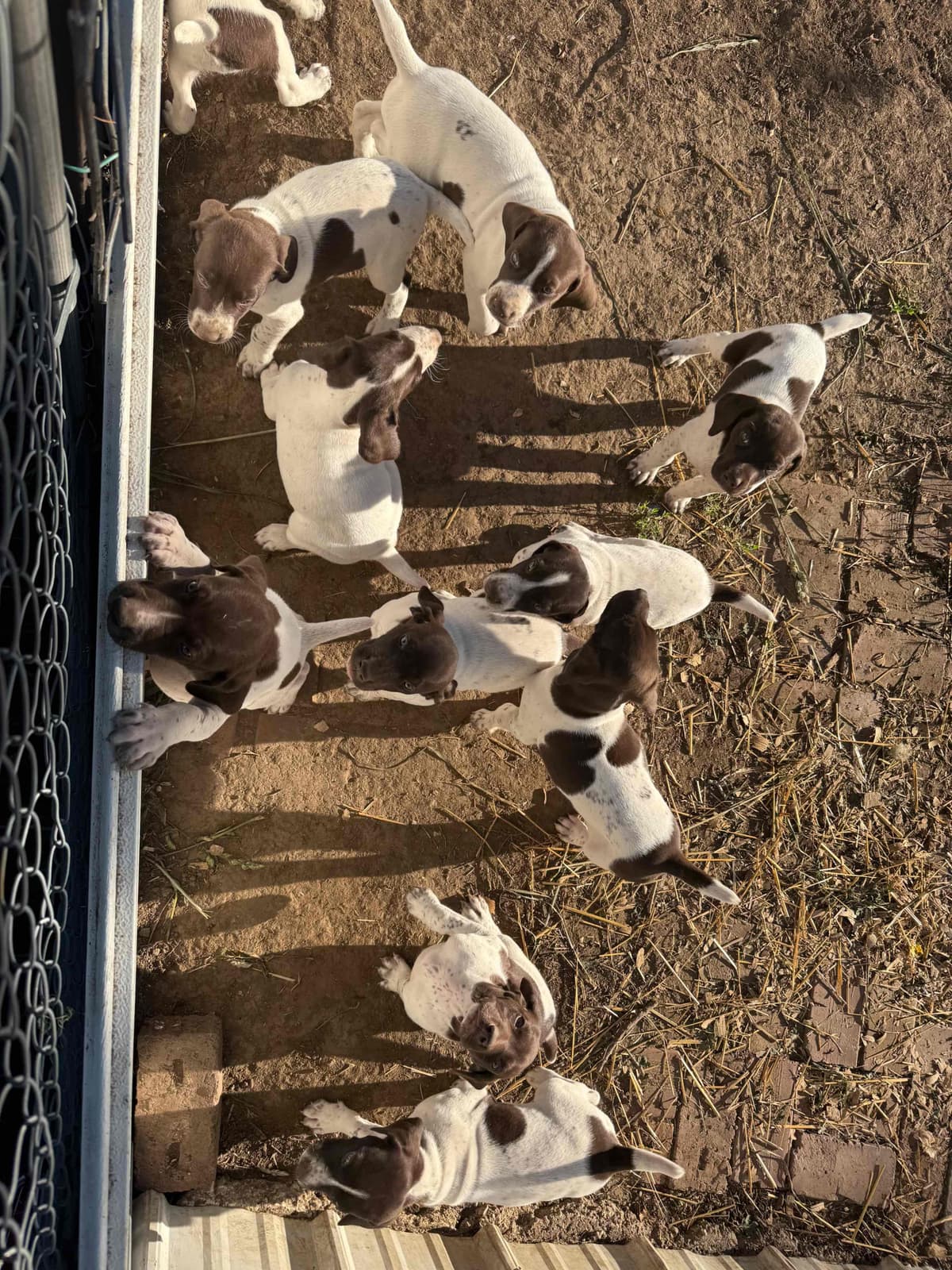 German Shorthaired Pointer Puppies breeder image 5