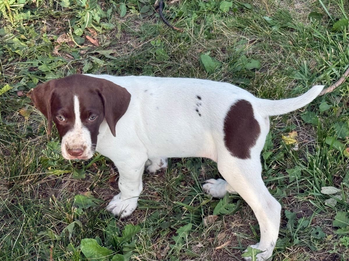 German Shorthaired Pointer Puppies breeder image 6