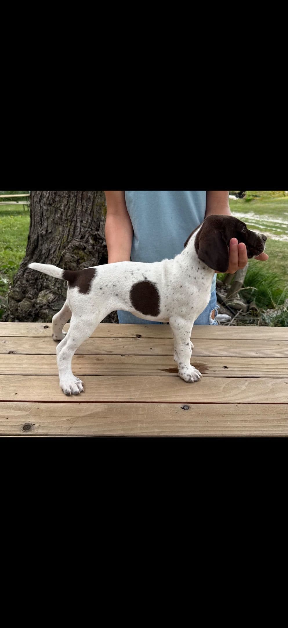 German Shorthaired Pointer Puppies breeder image 7