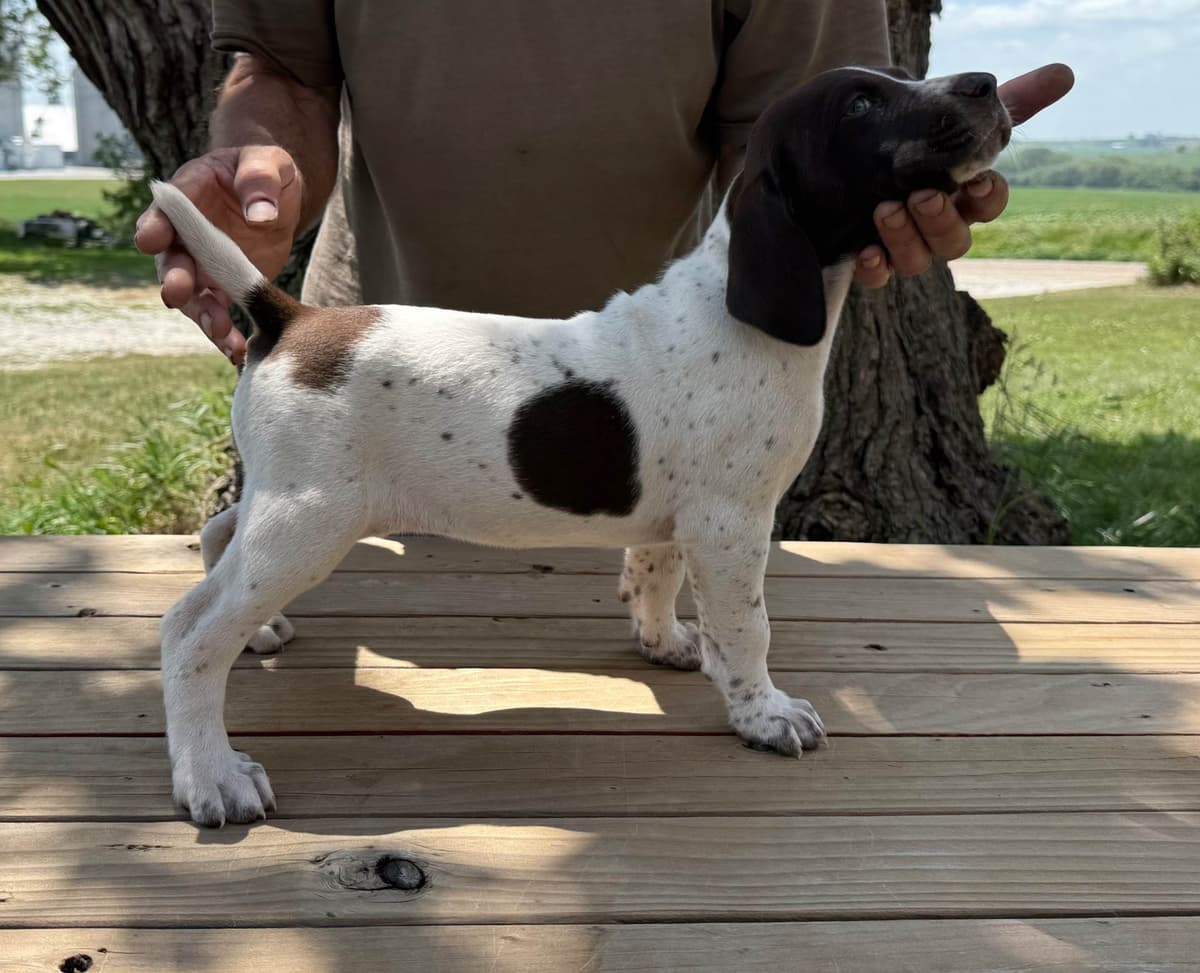 German Shorthaired Pointer Puppies breeder image 8