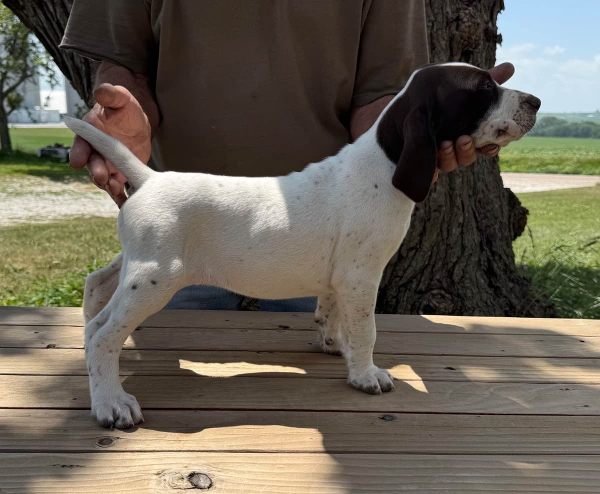 German Shorthaired Pointer Puppies breeder image 11