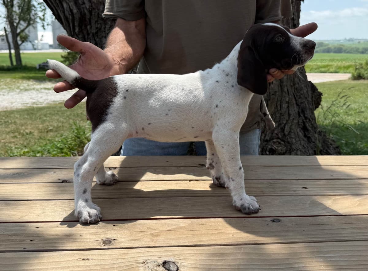 German Shorthaired Pointer Puppies breeder image 10