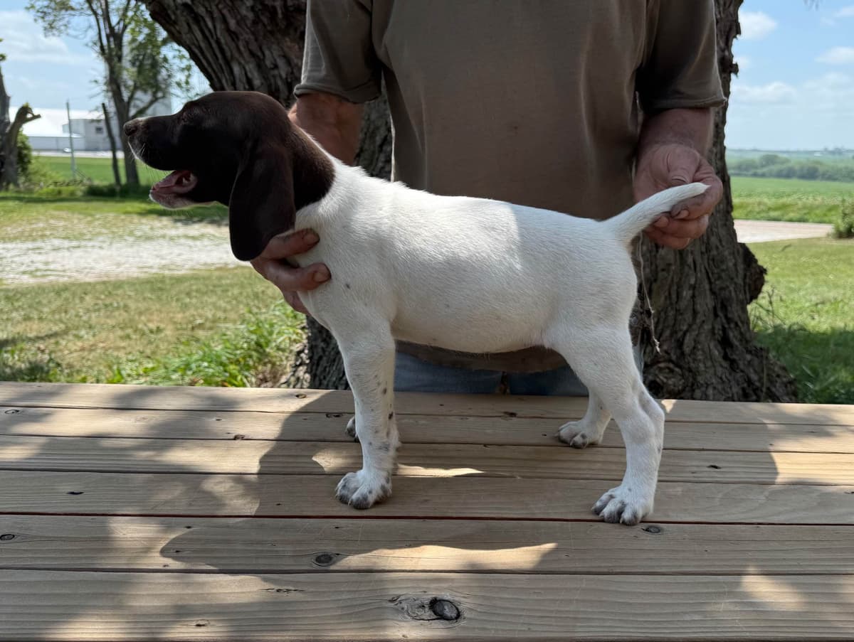 German Shorthaired Pointer Puppies breeder image 9