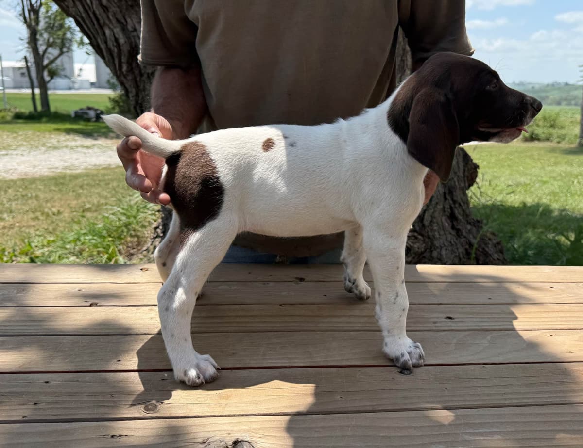 German Shorthaired Pointer Puppies breeder image 12