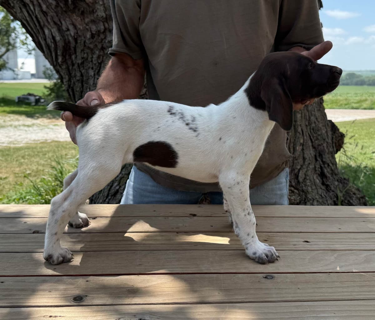German Shorthaired Pointer Puppies breeder image 13
