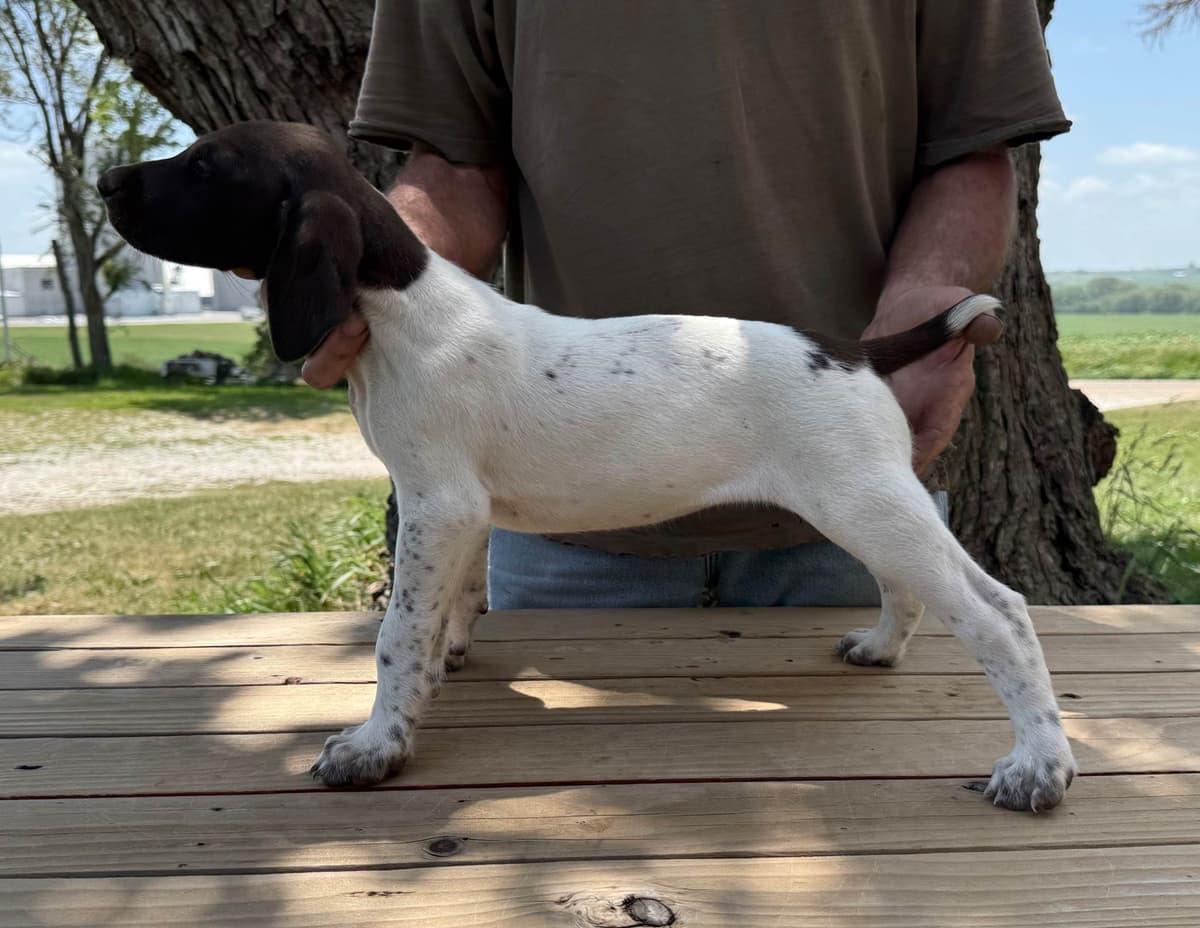 German Shorthaired Pointer Puppies breeder image 15