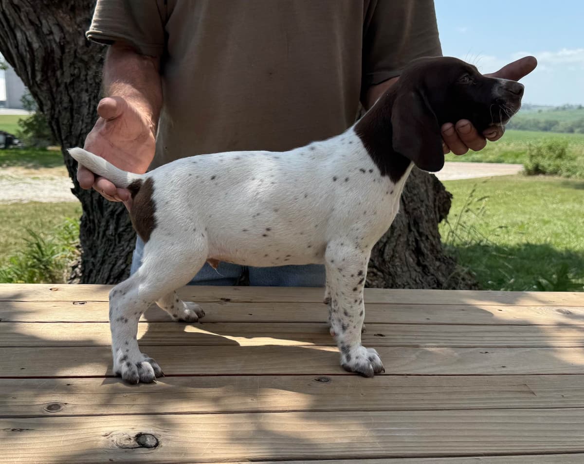 German Shorthaired Pointer Puppies breeder image 14