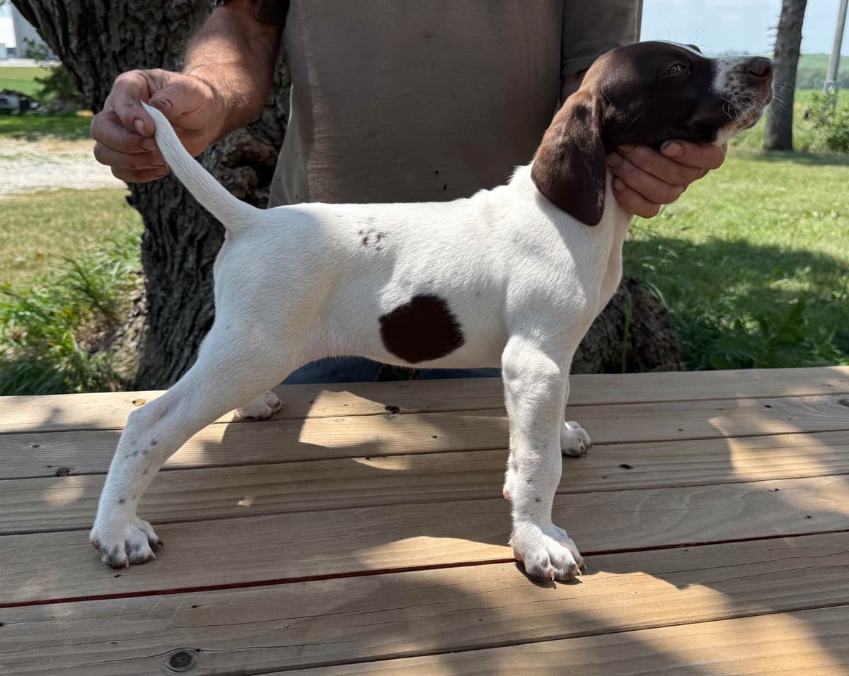 German Shorthaired Pointer Puppies breeder image 18