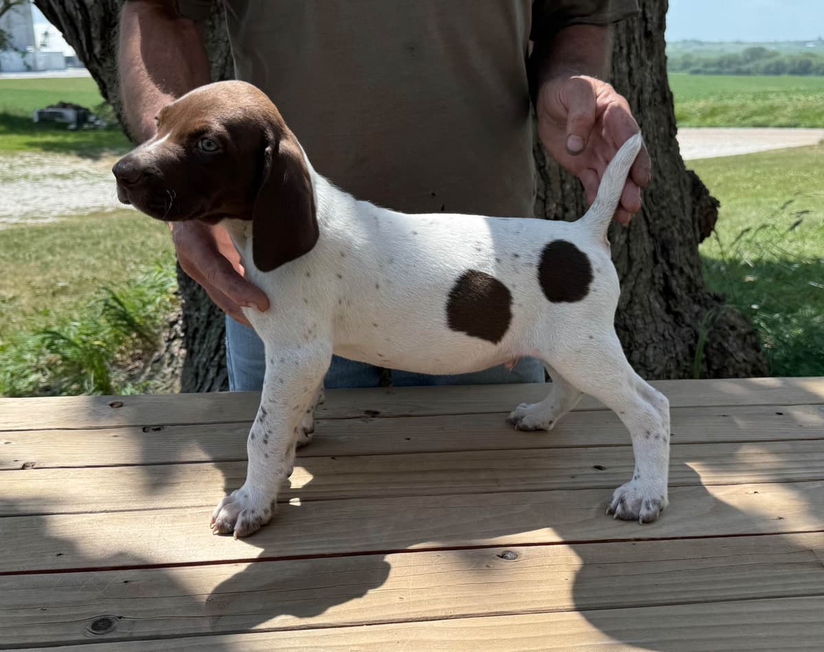 German Shorthaired Pointer Puppies breeder image 16