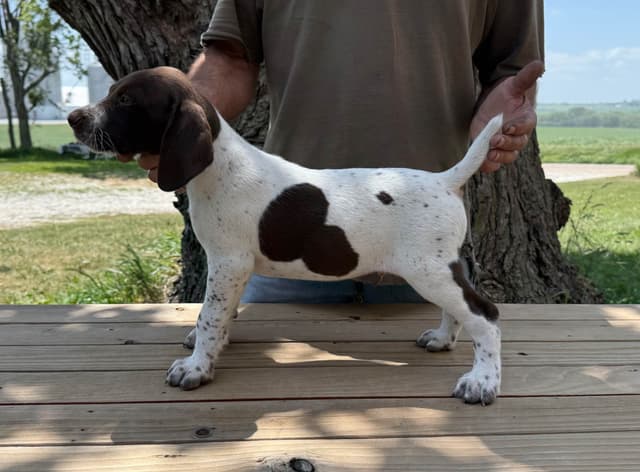 German Shorthaired Pointer Puppies media 2