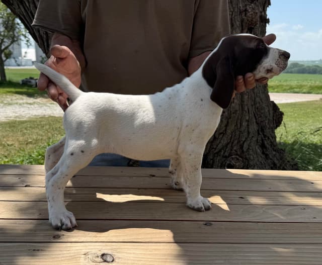 German Shorthaired Pointer Puppies media 6
