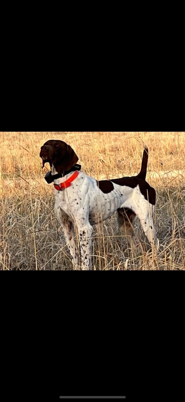 German Shorthaired Pointer Puppies media 7
