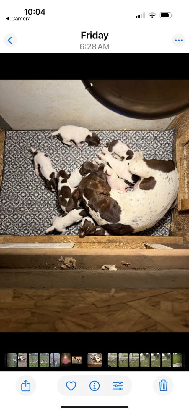German Shorthaired Pointer Puppies media 8