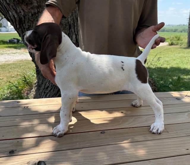 German Shorthaired Pointer Puppies media 9