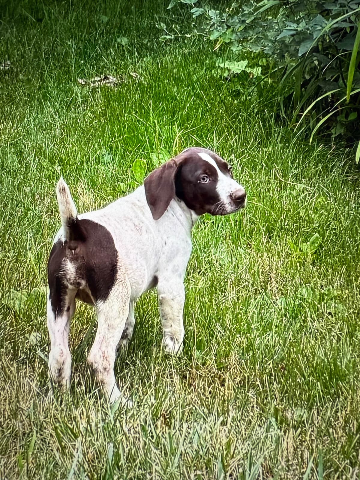 German Shorthaired Pointer Puppies breeder image 19