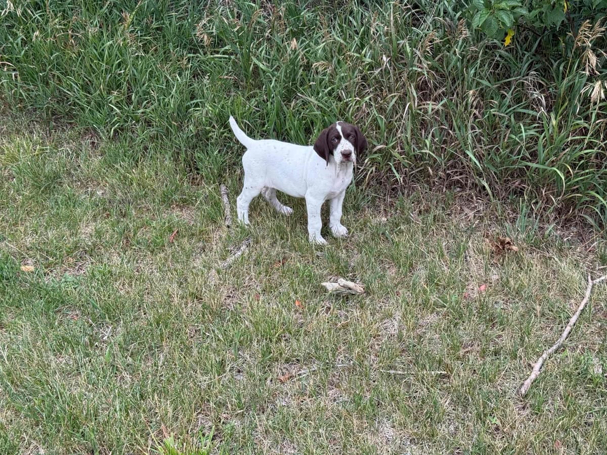 German Shorthaired Pointer Puppies breeder image 20
