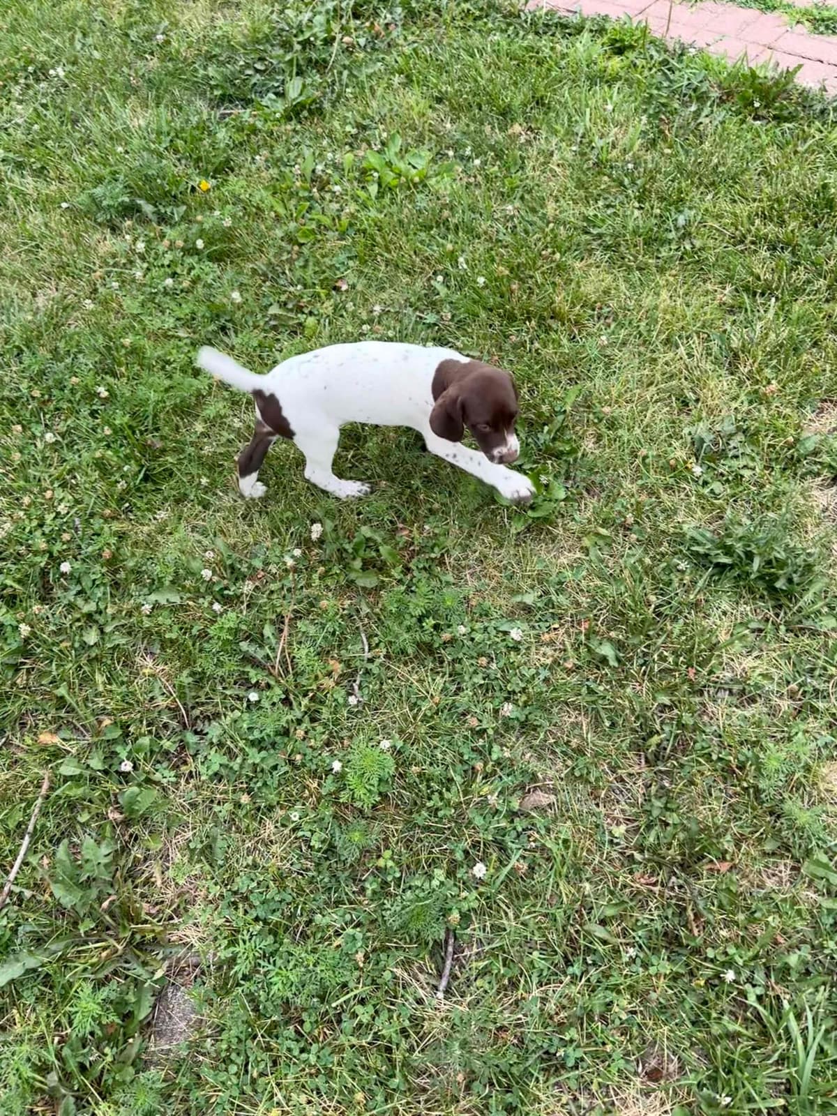 German Shorthaired Pointer Puppies breeder image 21
