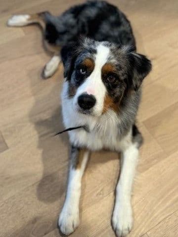 Australian Shepherd Puppies breeder image 2
