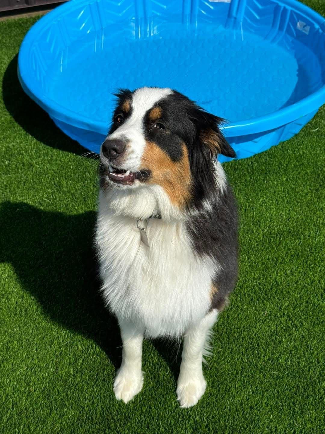 Australian Shepherd Puppies breeder image 3