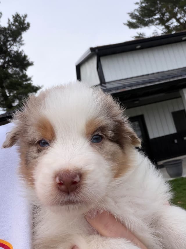 Australian Shepherd Puppies media 2
