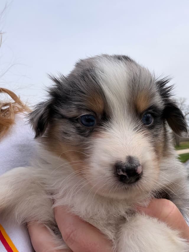 Australian Shepherd Puppies media 13