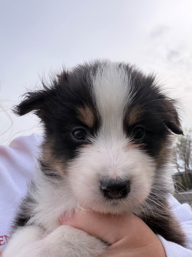 Australian Shepherd Puppies media 6