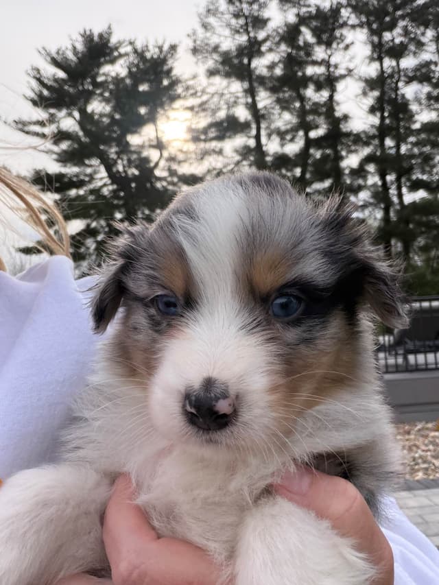 Australian Shepherd Puppies media 12