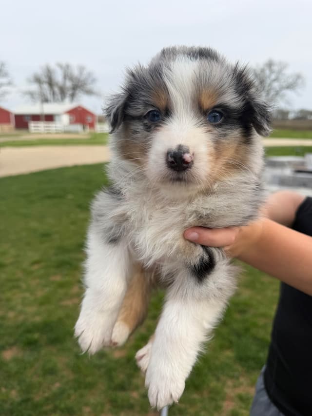 Australian Shepherd Puppies media 11