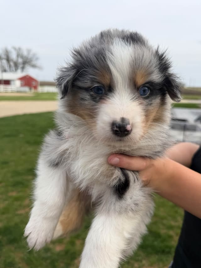 Australian Shepherd Puppies media 14