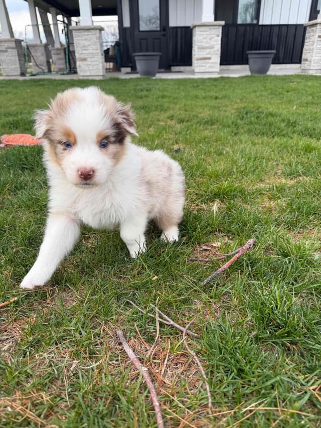 Australian Shepherd Puppies media 3