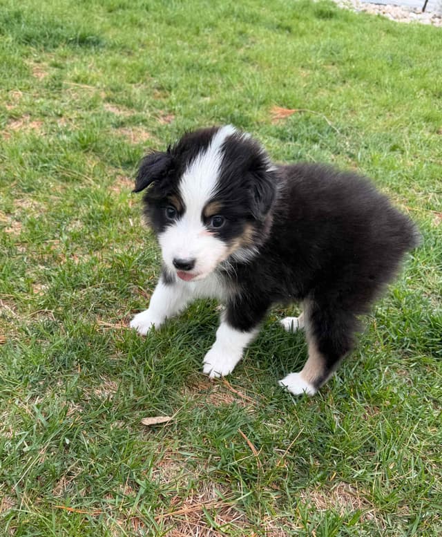 Australian Shepherd Puppies media 8