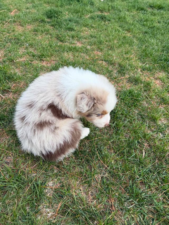 Australian Shepherd Puppies media 5