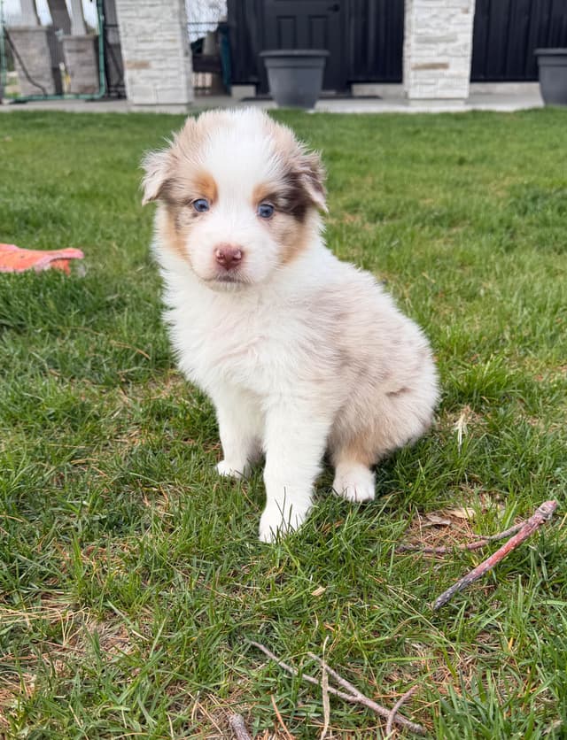Australian Shepherd Puppies media 4