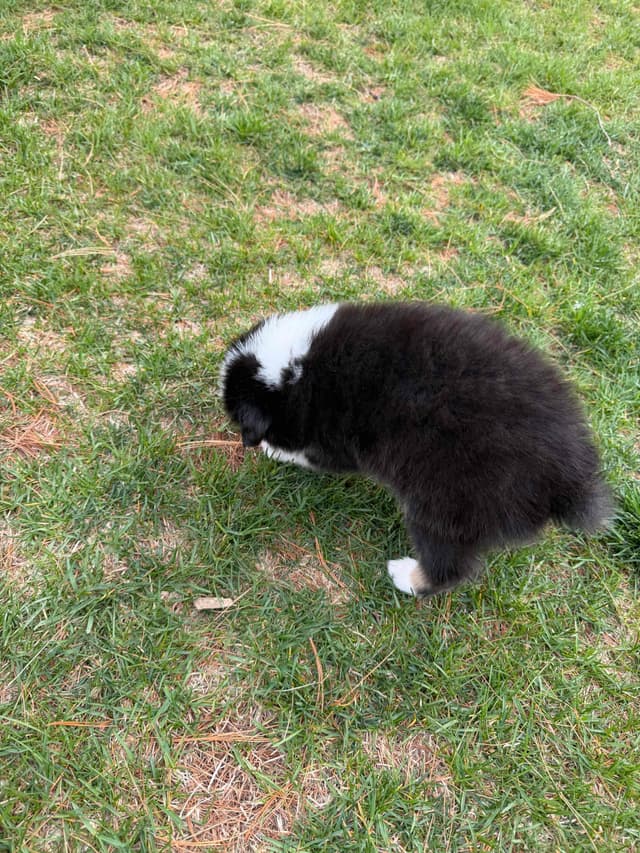 Australian Shepherd Puppies media 10