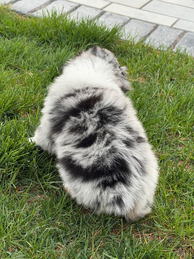 Australian Shepherd Puppies media 15