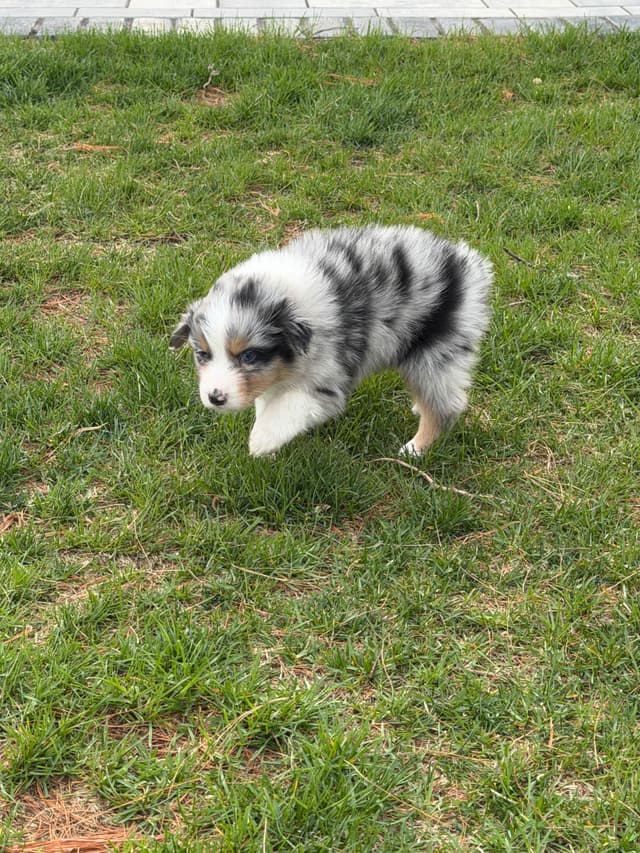 Australian Shepherd Puppies media 16