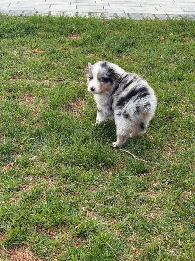 Australian Shepherd Puppies media 17