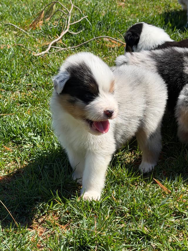 Australian Shepherd Puppies media 18
