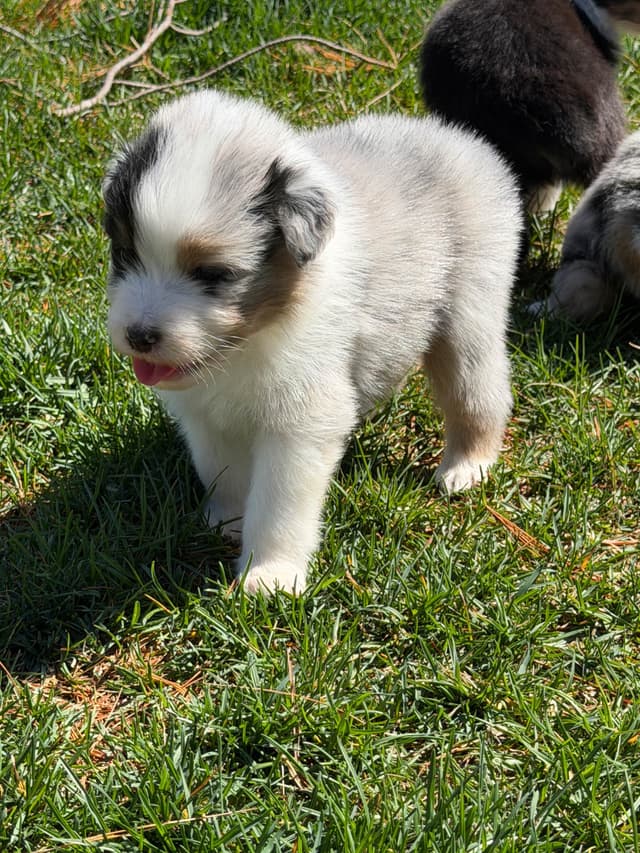 Australian Shepherd Puppies media 19