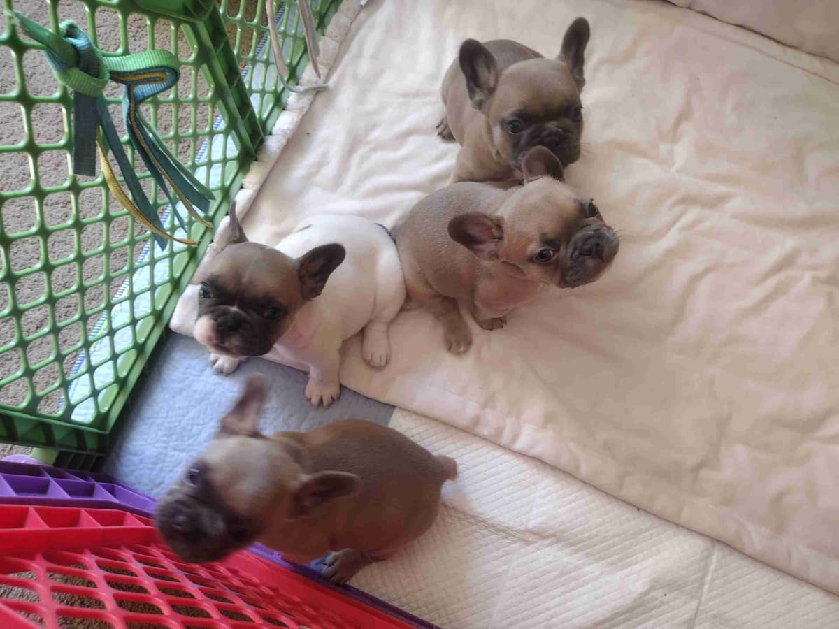French Bulldog Puppies breeder image 1