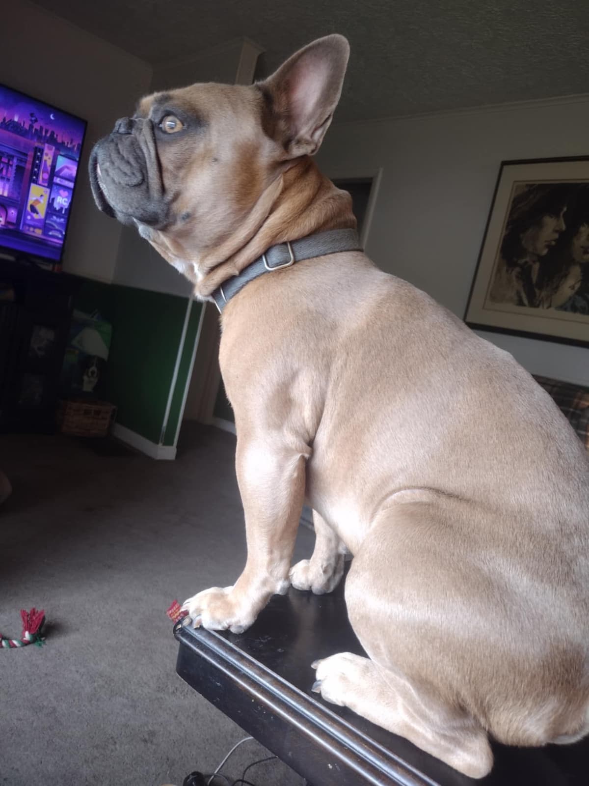 French Bulldog Puppies breeder image 3