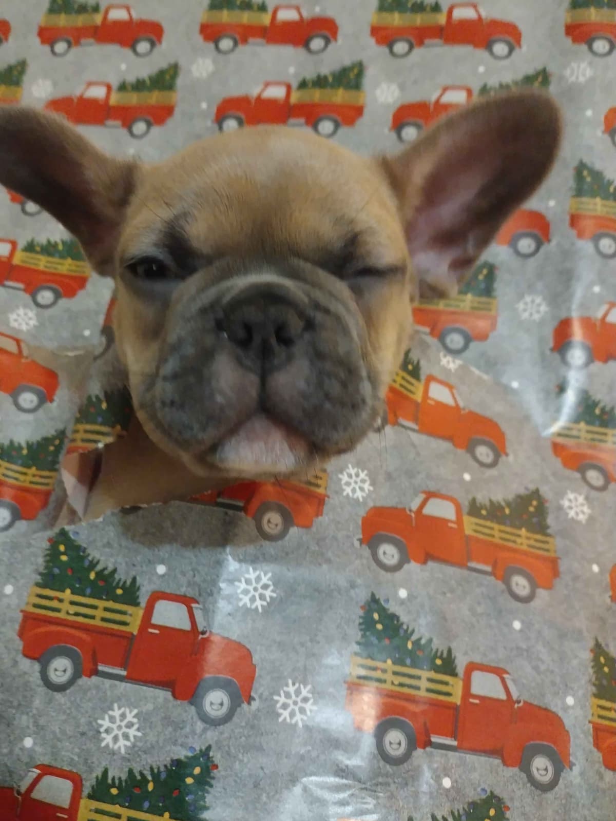 French Bulldog Puppies breeder image 5
