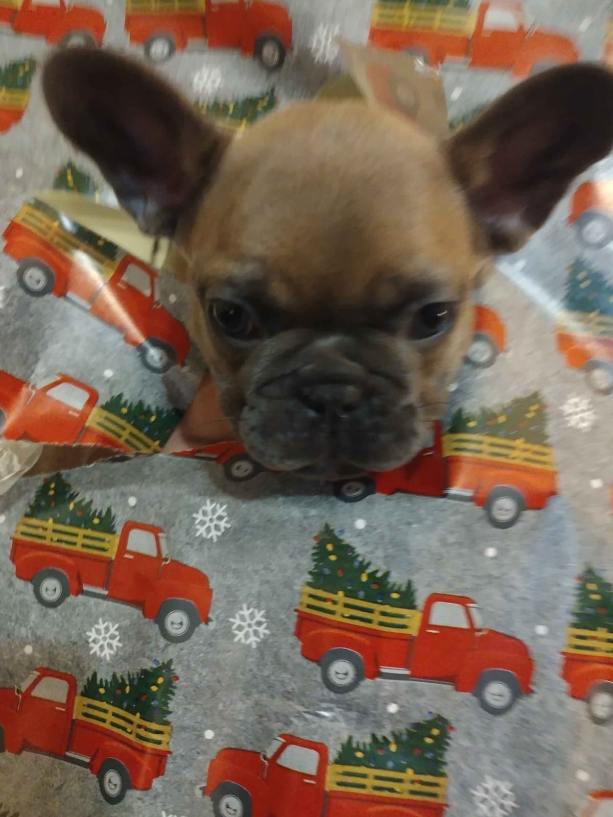 French Bulldog Puppies breeder image 6