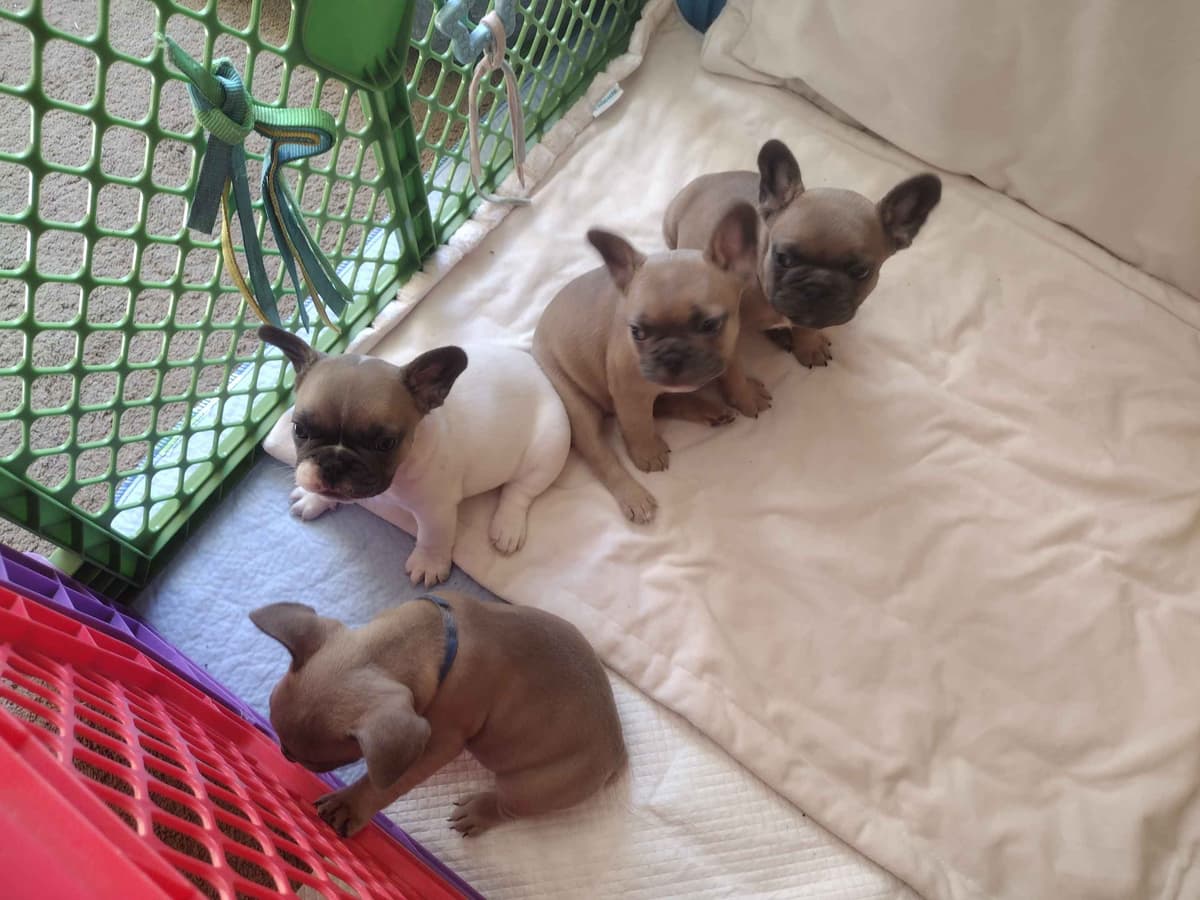 French Bulldog Puppies breeder image 7