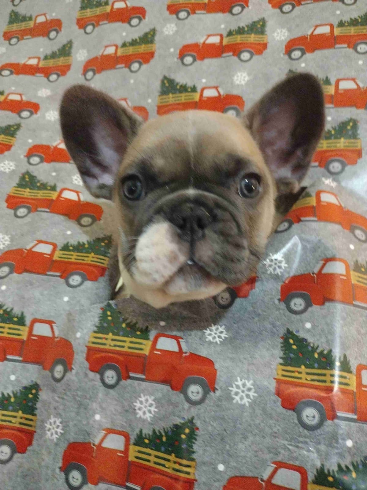 French Bulldog Puppies breeder image 9