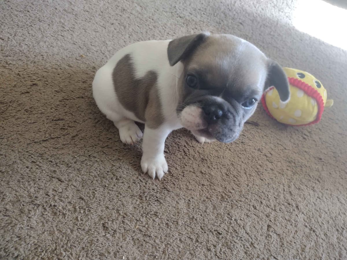 French Bulldog Puppies breeder image 8