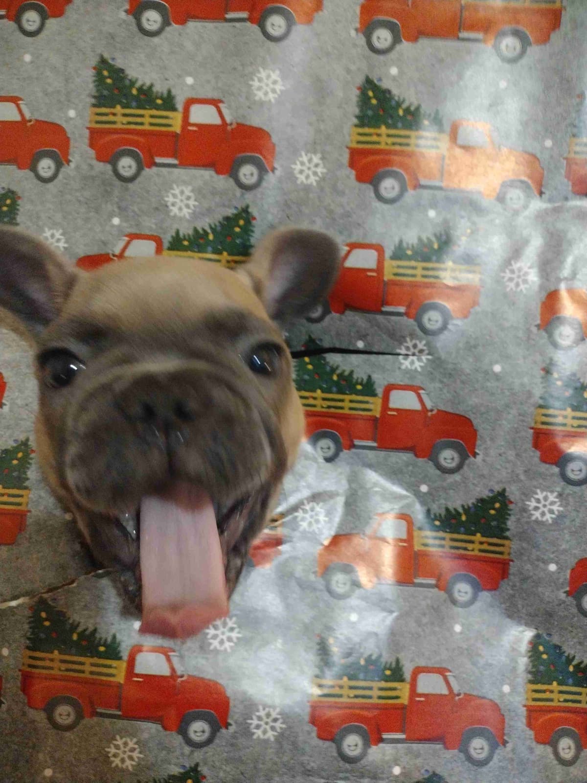 French Bulldog Puppies breeder image 10