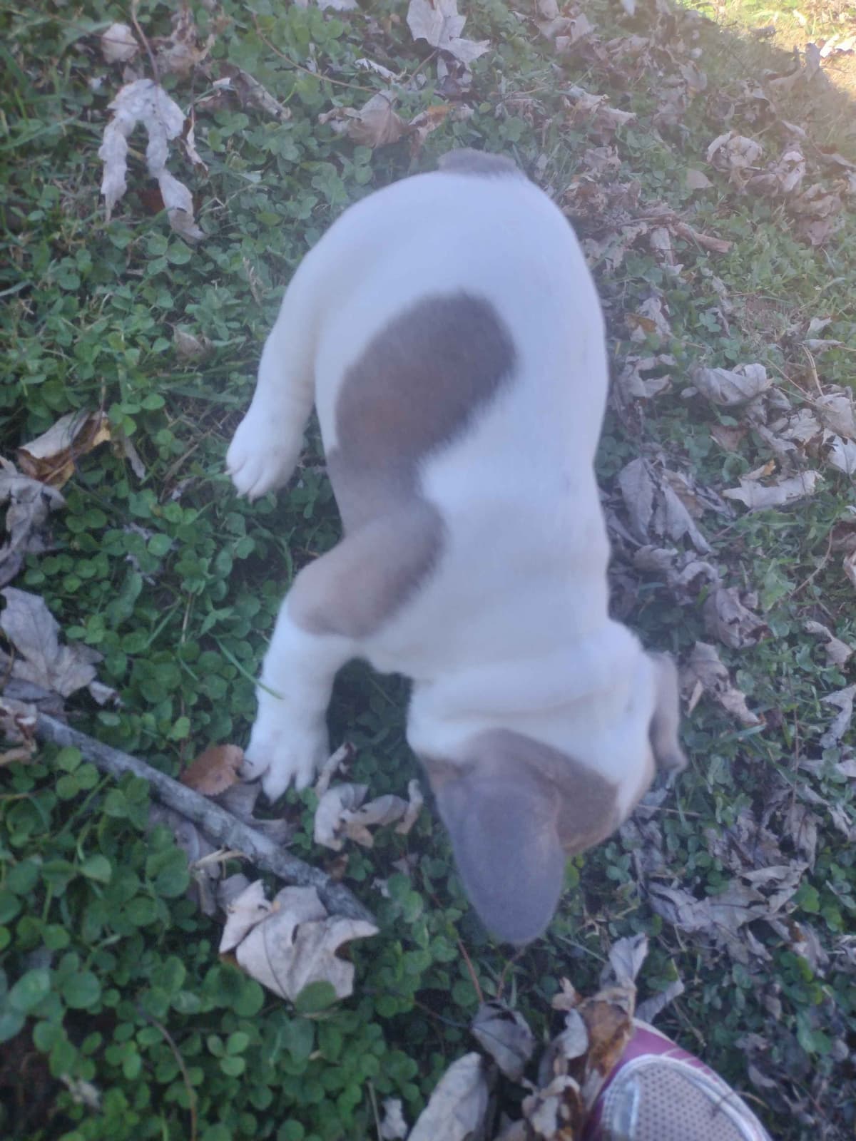 French Bulldog Puppies breeder image 11
