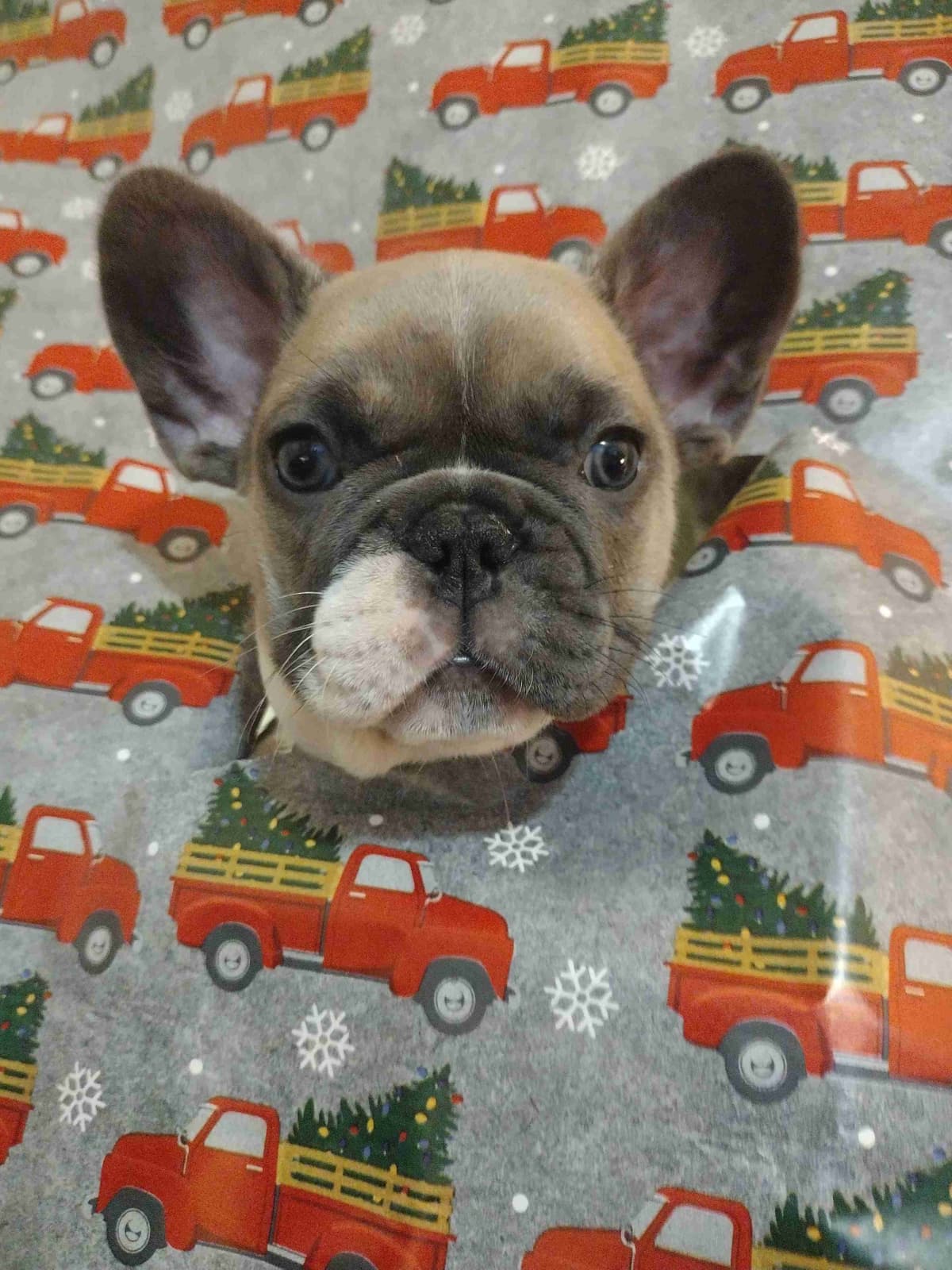 French Bulldog Puppies breeder image 12